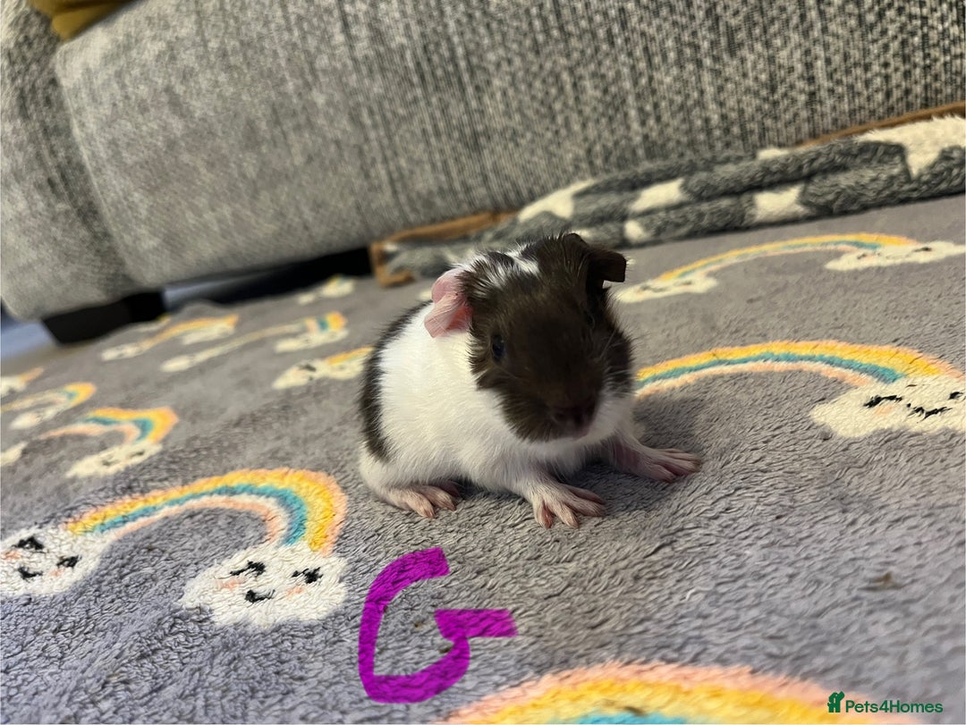 Guinea Pig rodents for sale: 🩷💙Girl and boy baby guinea pigs  - Advert 11