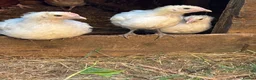 Chickens poultry for sale: 3 brasse chicks   - Advert 2