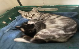 British Shorthair cats for sale: Pedigree British shorthair kittens for sale  - Image 14