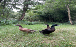Ducks poultry for sale: 3 Handsome Campbell x Indian Runner drakes  - Image 3