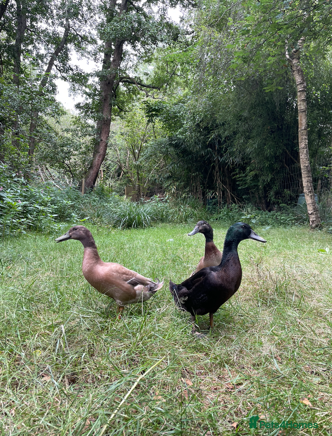 Ducks poultry for sale: 3 Handsome Campbell x Indian Runner drakes  - Image 3