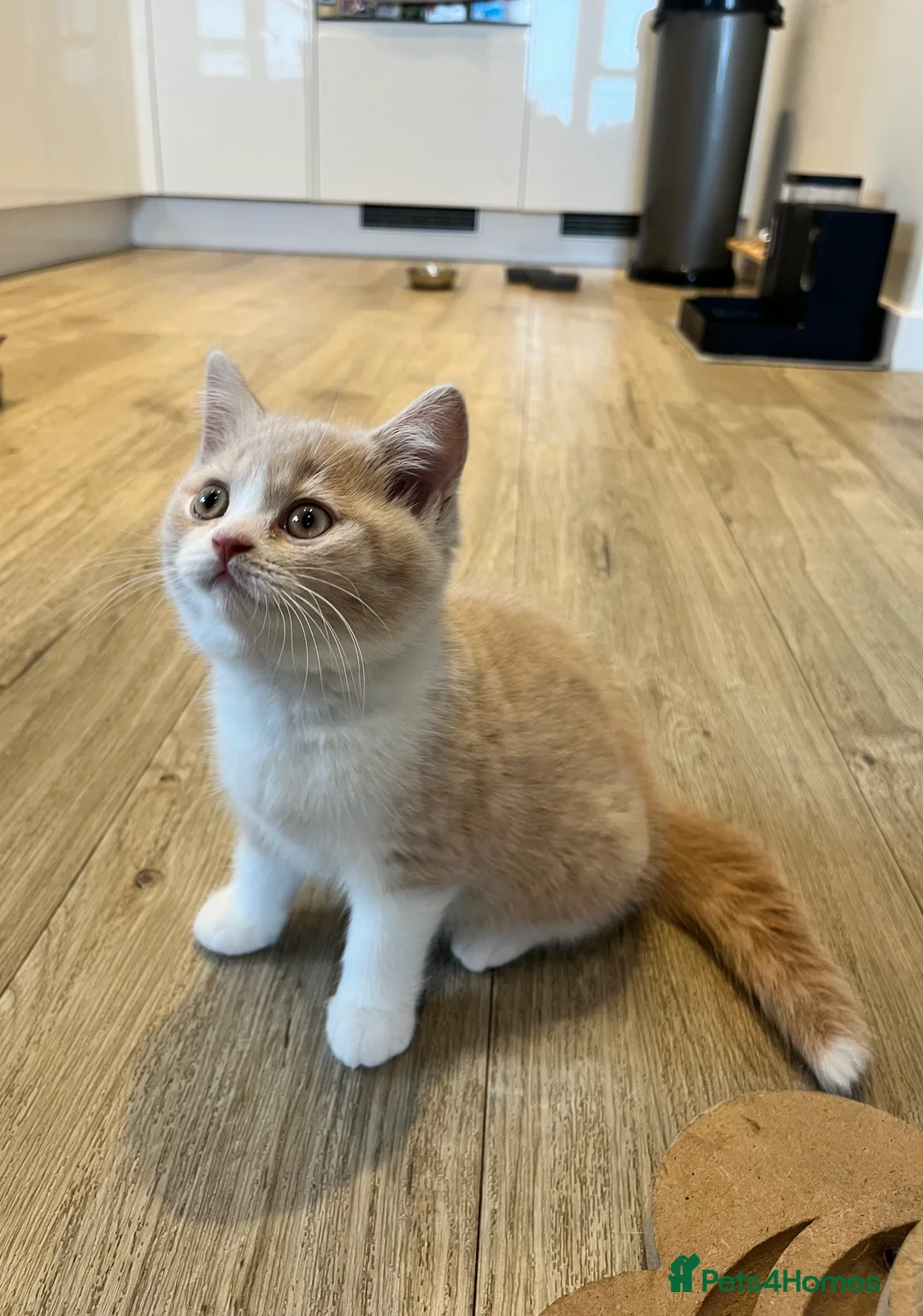 British Shorthair cats for sale: LAST GIRL - British Shorthair 💜🐾 - Advert 2
