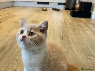 British Shorthair cats Adorable British Shorthair Girl💜🐾 - Advert 13