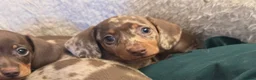 Miniature Dachshund dogs for sale: Kc reg pra minature dachunds  - Advert 2