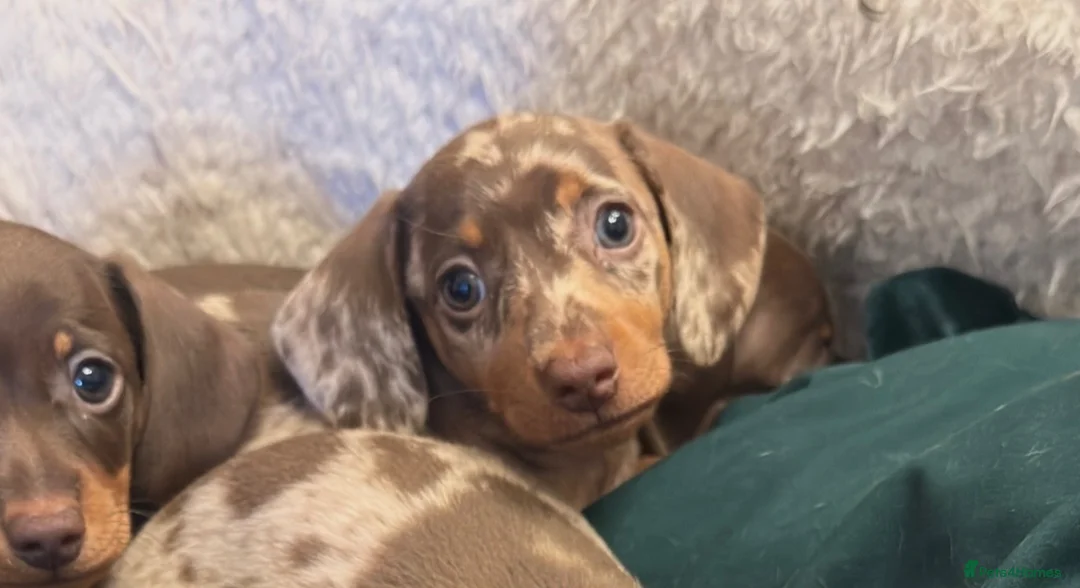 Miniature Dachshund dogs for sale: Kc reg pra minature dachunds  - Advert 2