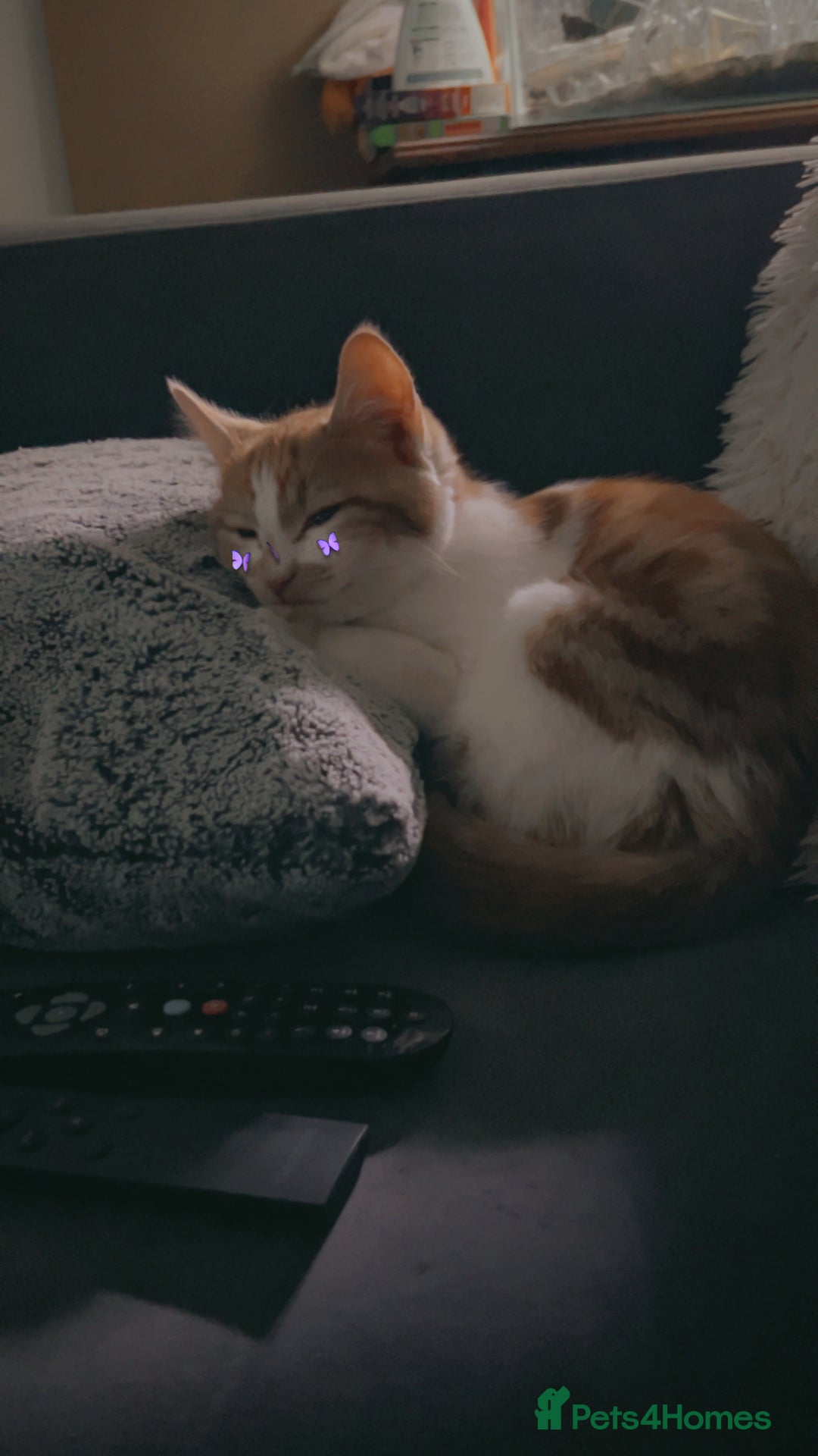 Mixed Breed cats for sale: Turkish angora mix  - Advert 3