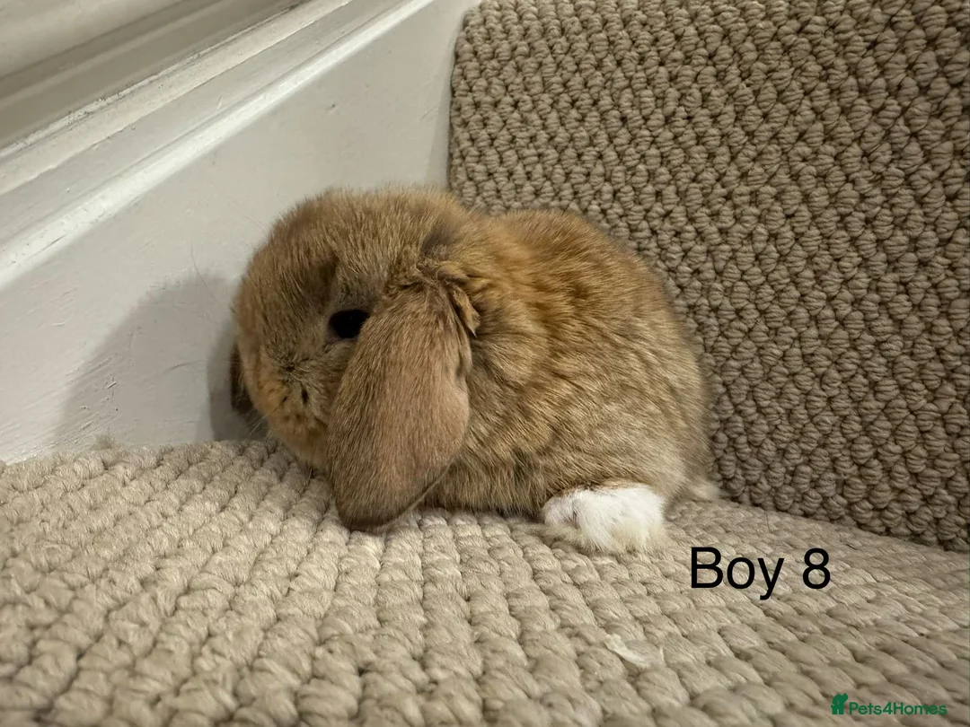 Mini Lop rabbits for sale: ✨STUNNING MINI LOP, READY TO RESERVE✨ - Advert 33