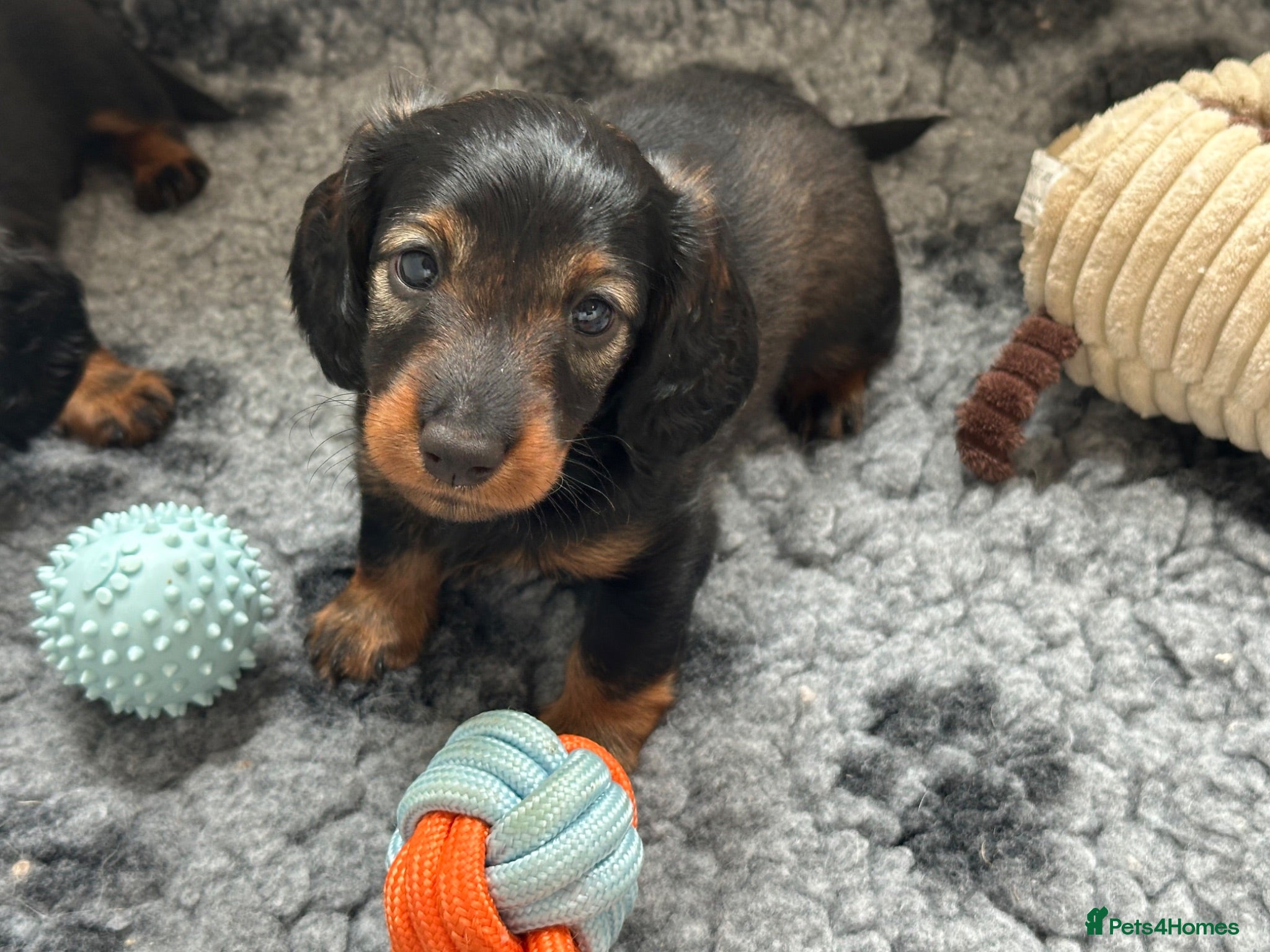 Miniature Dachshund dogs Long haired miniature daschunds  - Advert 2