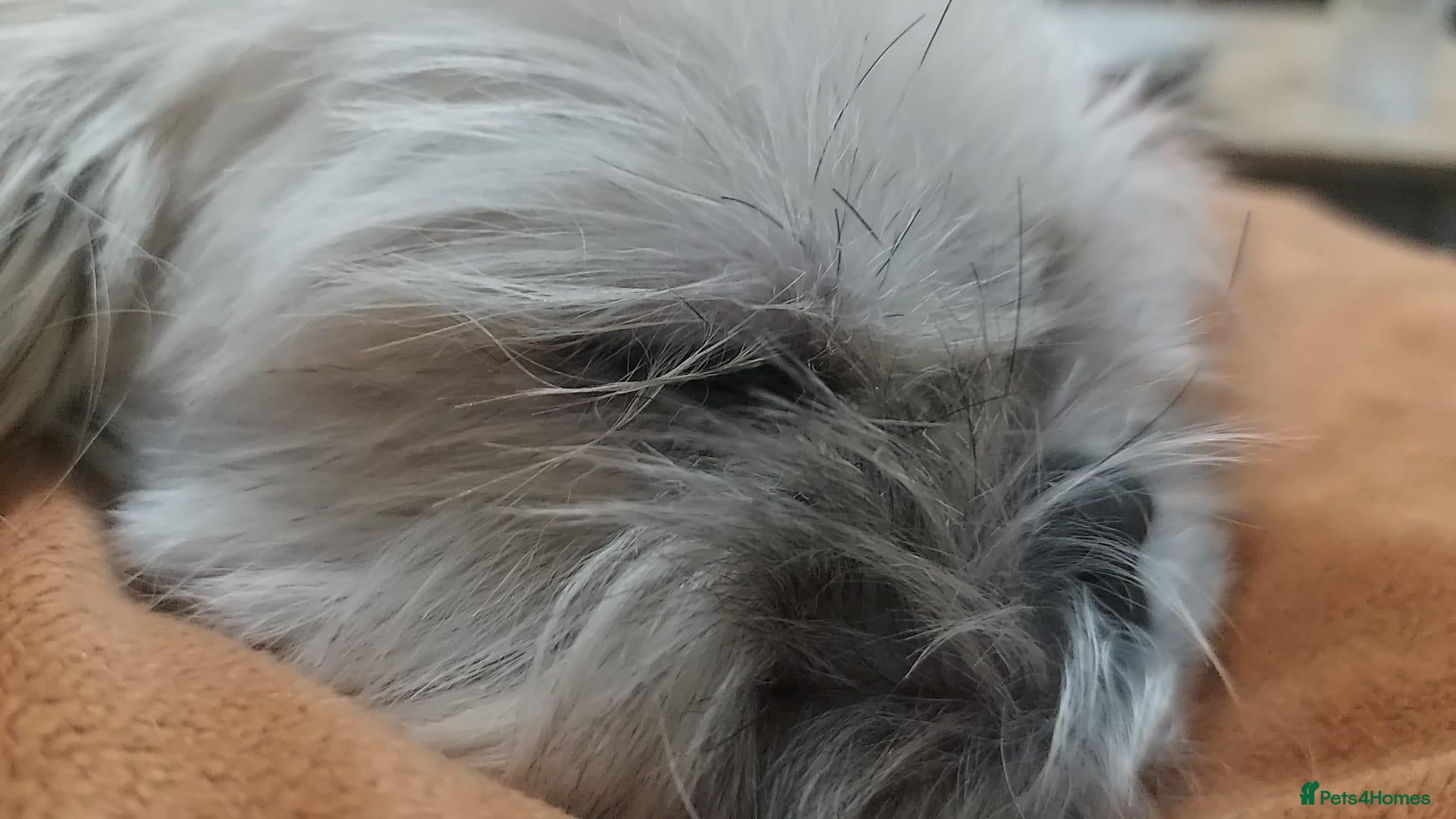 Shih Tzu dogs Clan of beautiful Shih tzu Toebeans  - Advert 1