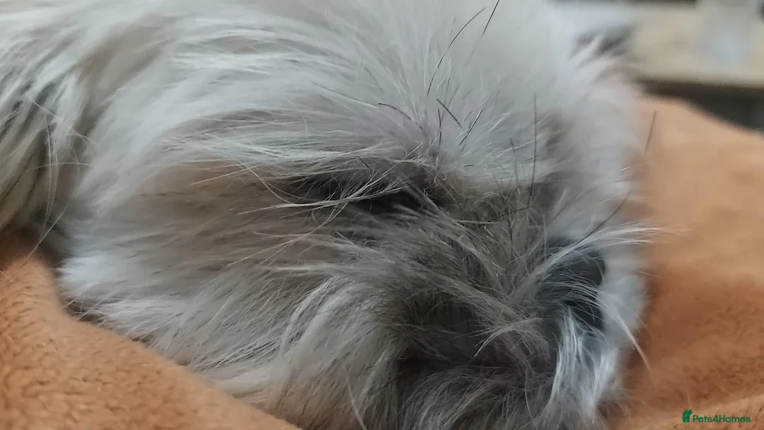 Shih Tzu dogs for sale: Clan of beautiful Shih tzu Toebeans  - Advert 1