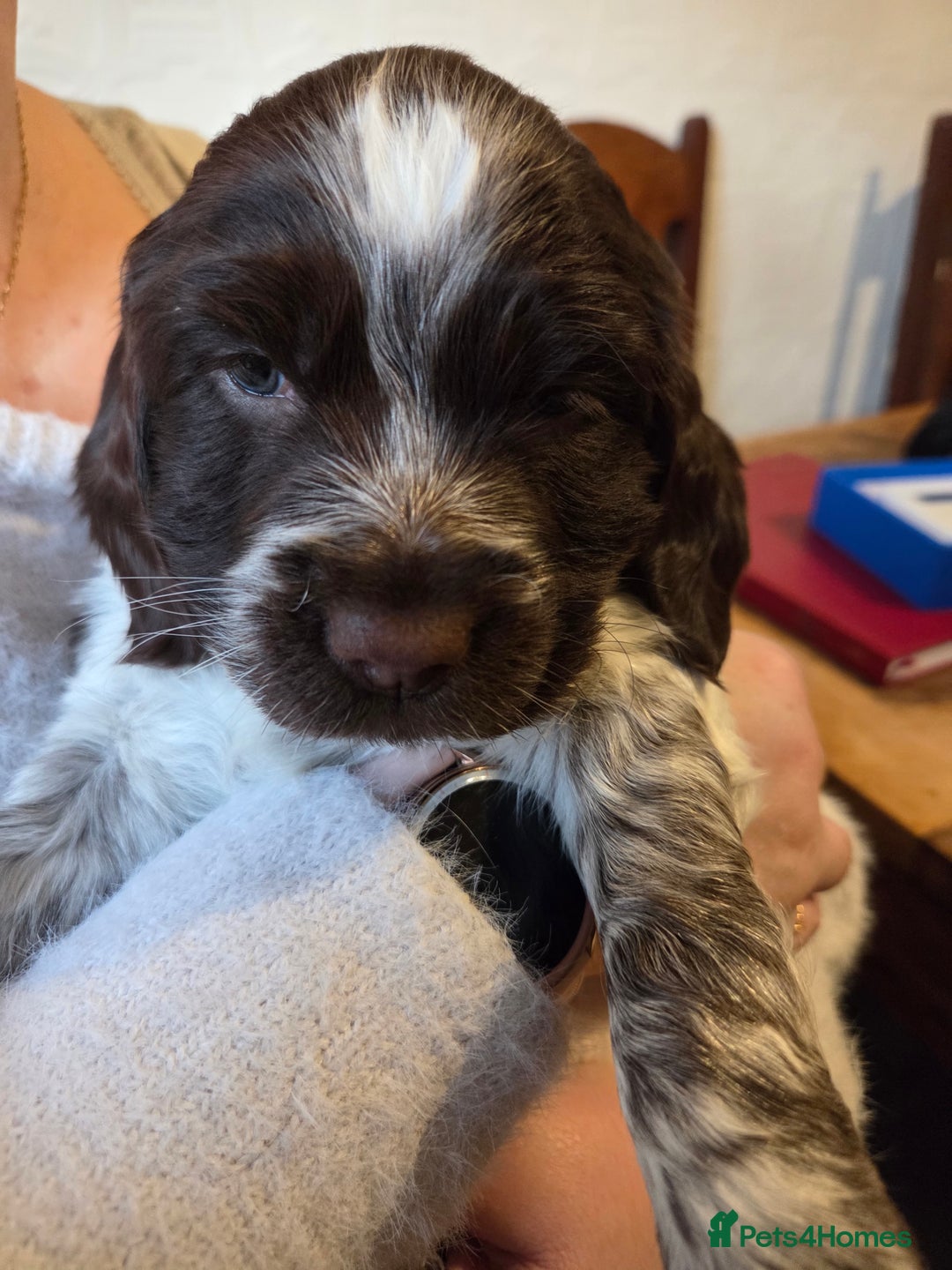 Sprocker dogs for sale: Beautiful Sprocker Puppies - Advert 4