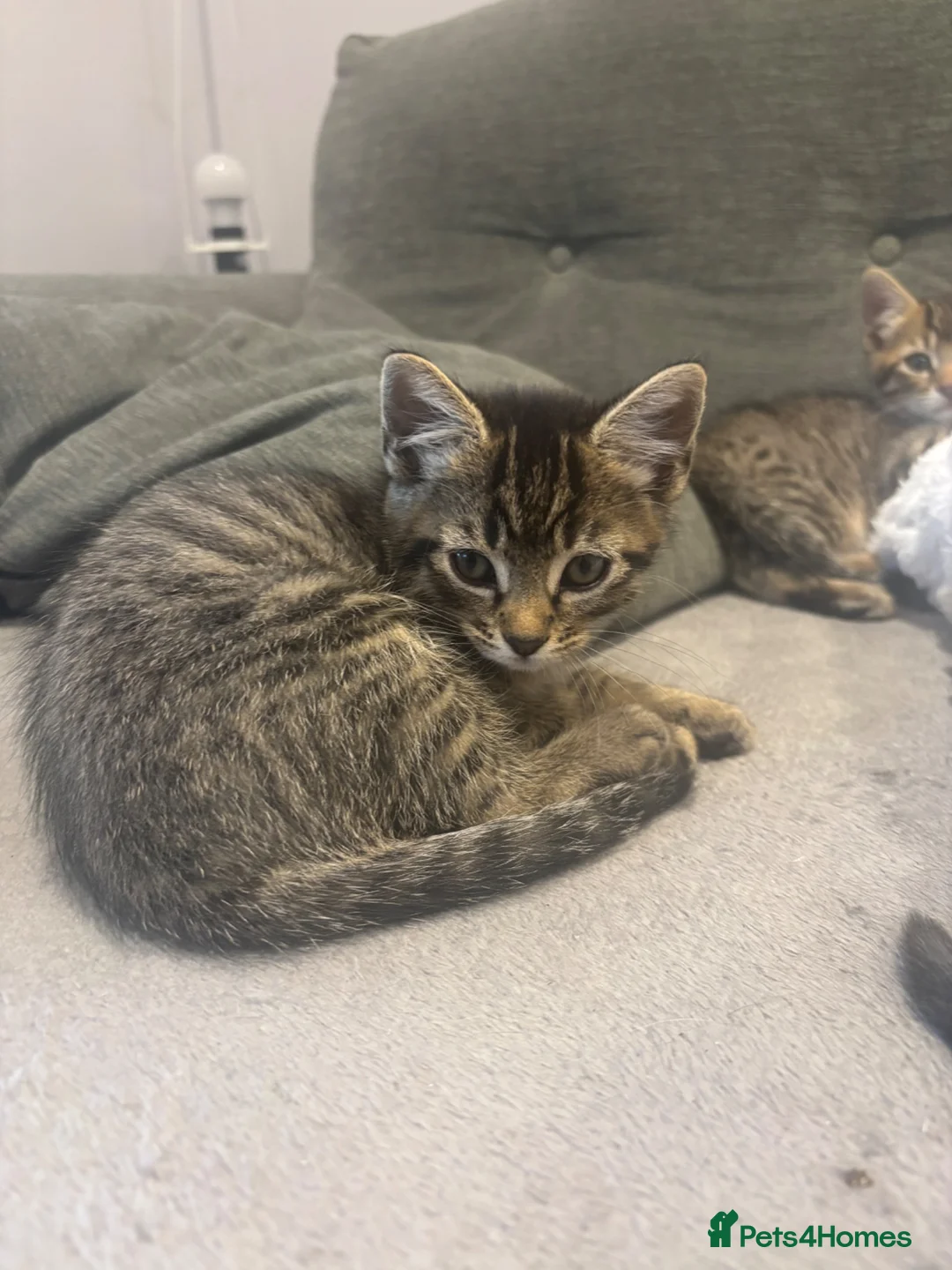 Bengal cats for sale: Male and female half bengal ready for new homes in Frome - Advert 2