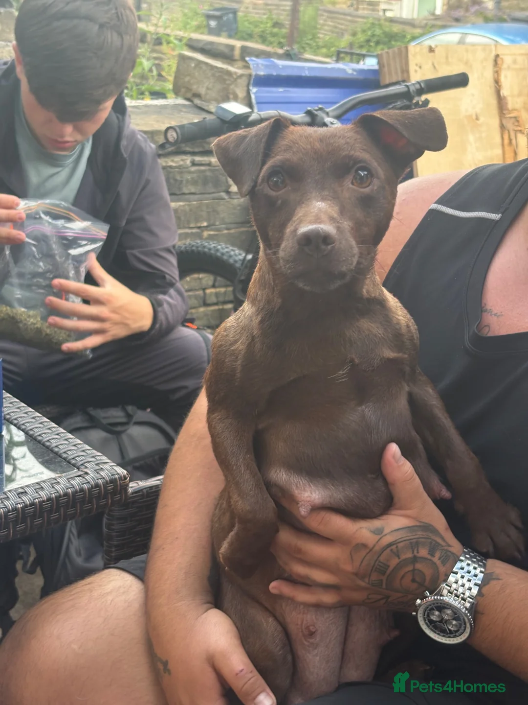 Patterdale Terrier dogs for sale: Beautiful patterdale  - Advert 2