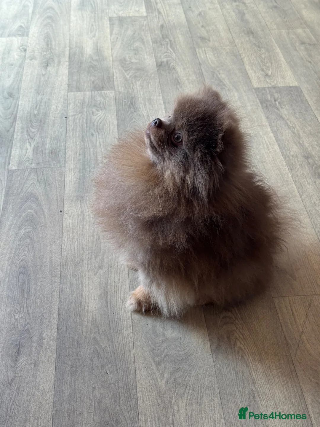 Pomeranian dogs for stud: TINY DNA Tested KC Reg Lilac & Tan Stud  - Advert 2