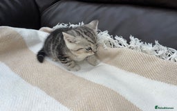 British Shorthair cats for sale: Ready to go - Image 5