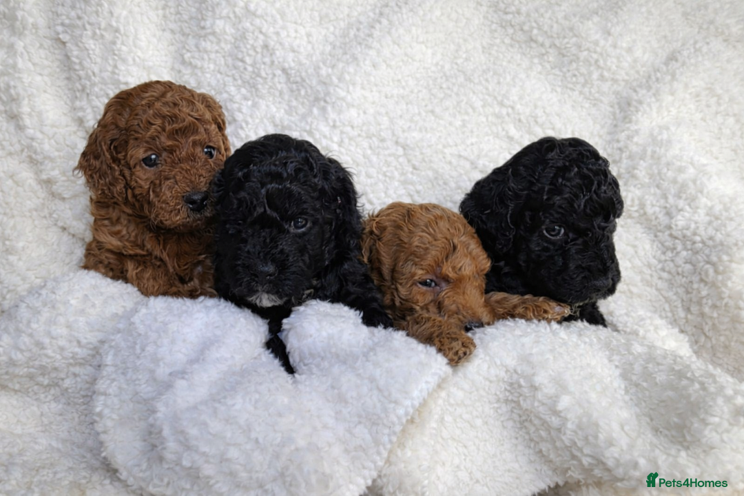 Cockapoo dogs for sale: Cockapoo Boys - Advert 2