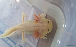 Axolotl reptiles for sale: Axolotls - Image 8