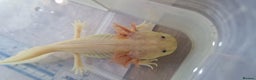 Axolotl reptiles for sale: Axolotls - Advert 2