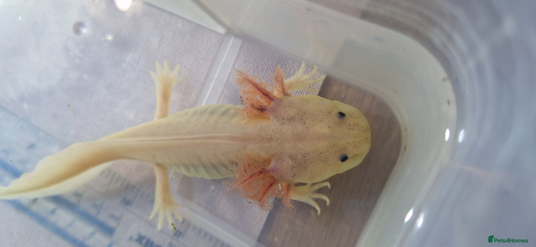 Axolotl reptiles for sale: Axolotls - Image 8