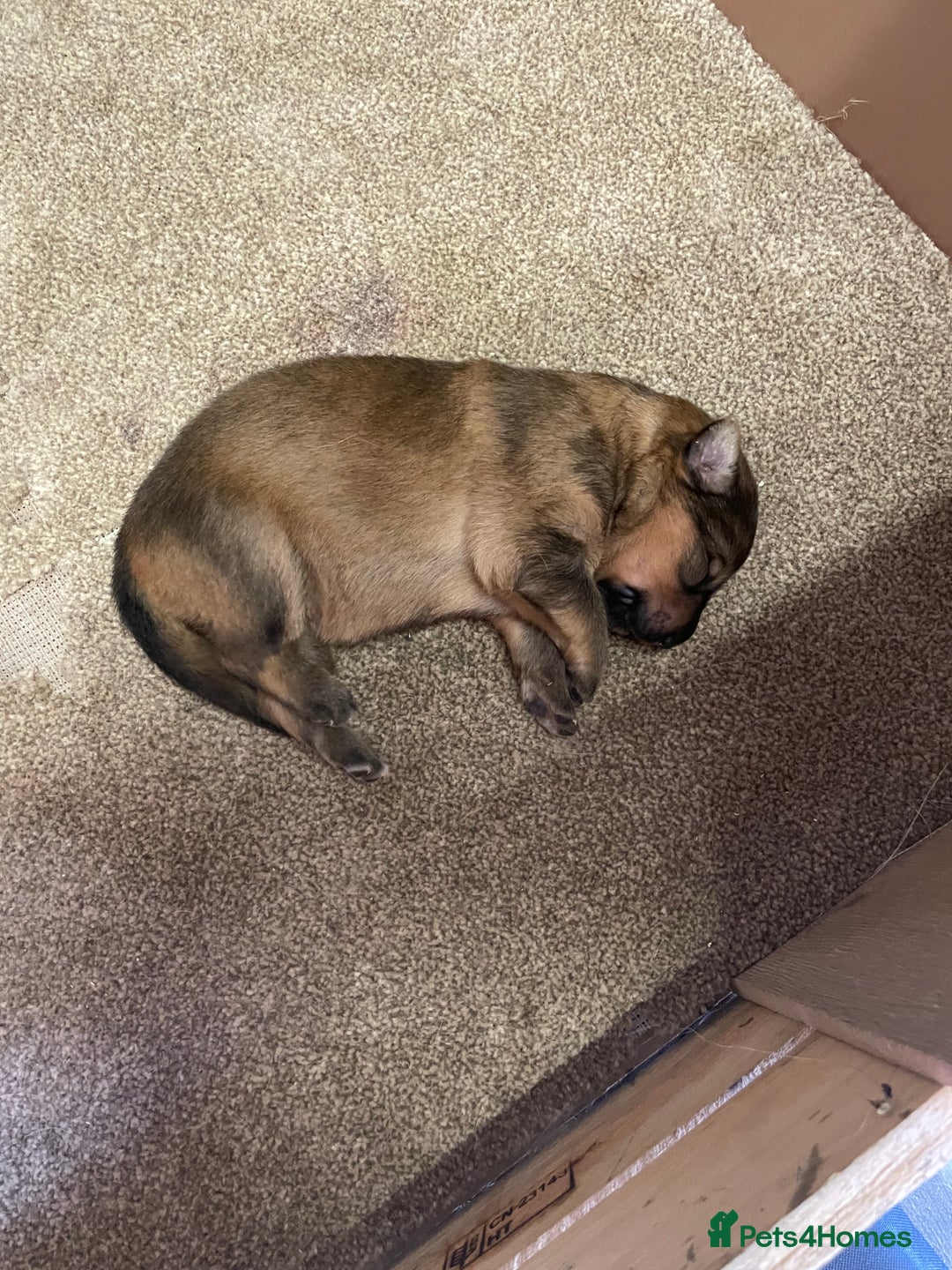 German Shepherd dogs for sale: German shepherd puppies for sale  - Image 5