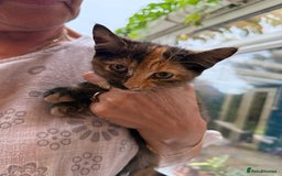 Mixed Breed cats for sale: 2 CUTE TORTOISESHELL GIRLS  - Image 19