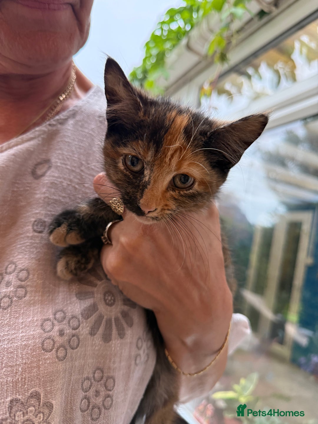 Mixed Breed cats for sale: 2 CUTE TORTOISESHELL GIRLS  - Image 19