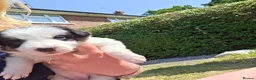 Border Collie dogs for sale: Border collie pups - Advert 9