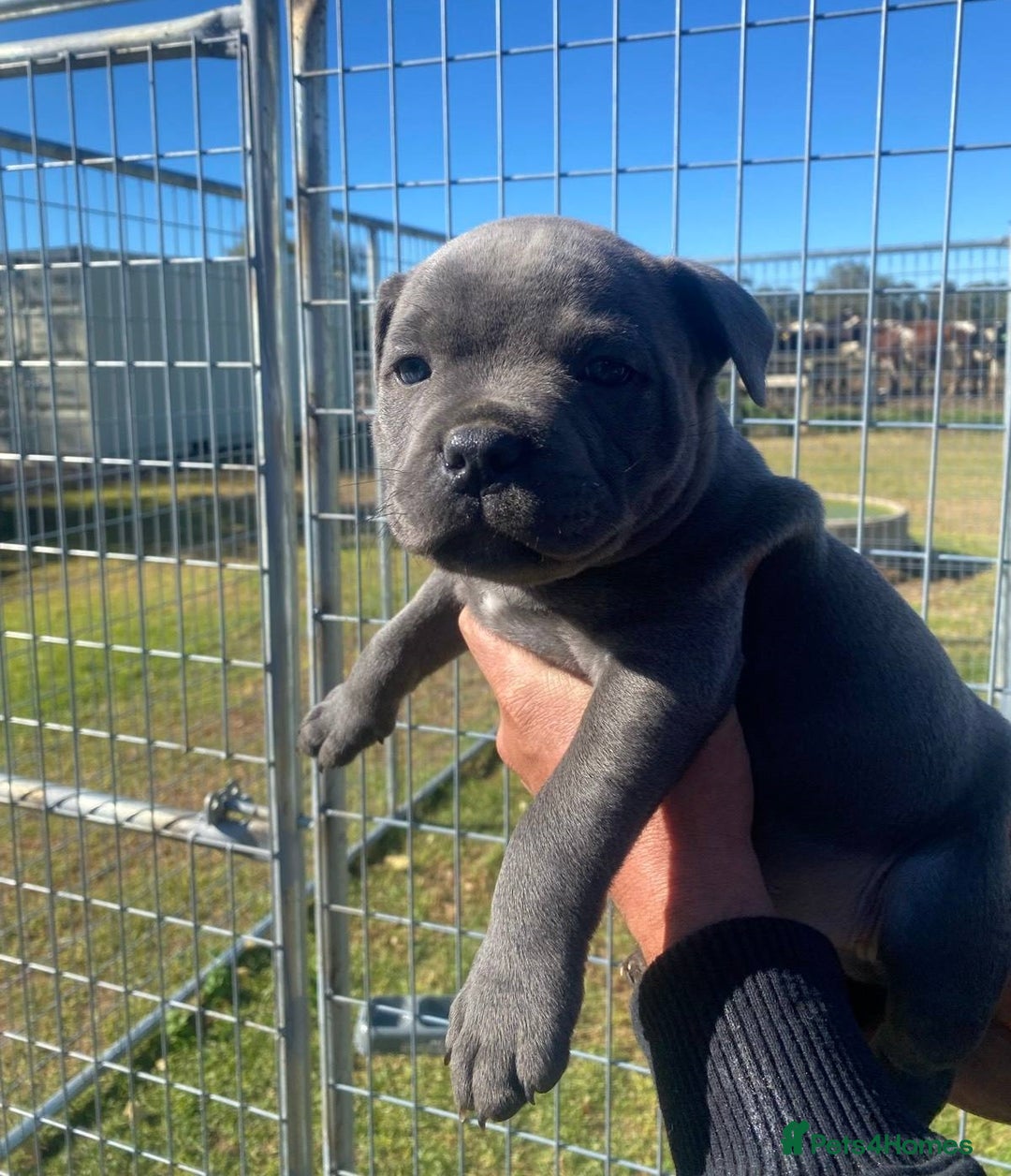 Staffordshire Bull Terrier dogs for sale: Great purebred Staffys for pet loving homes - Image 2