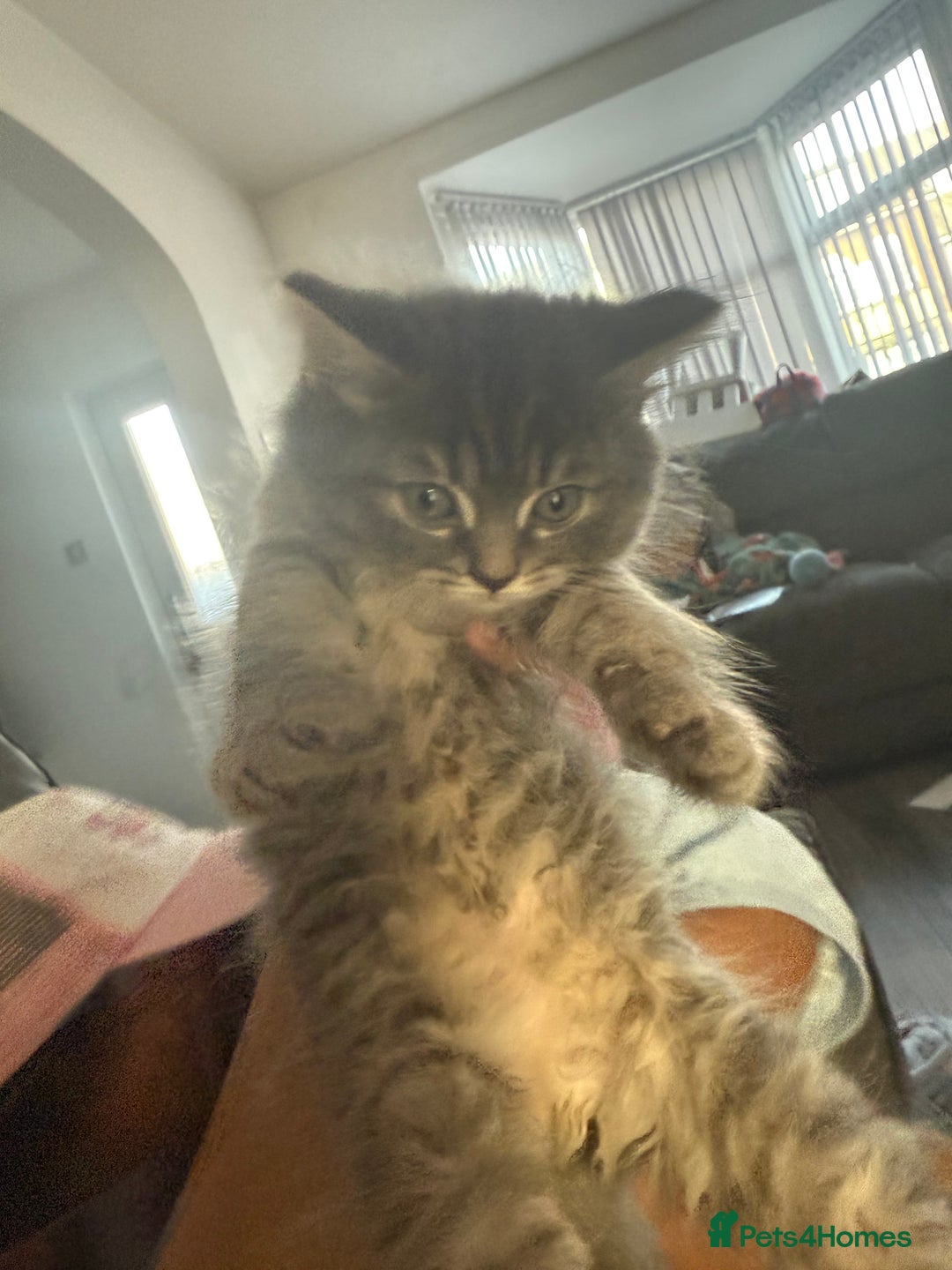 British Shorthair cats for sale: Grey male British short hair  - Advert 1