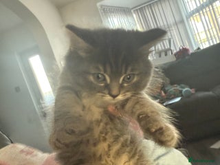 British Shorthair cats Grey male British short hair - Advert 7