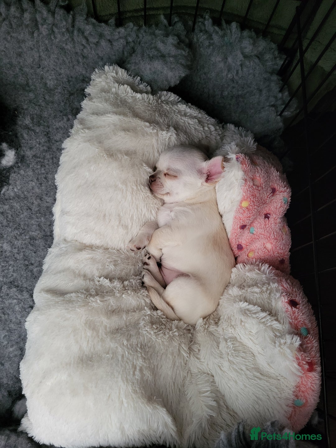 Chihuahua dogs for sale: Male chihuahua  - Image 4