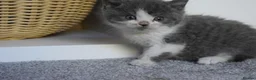 Mixed Breed cats for sale: 5 Beautiful Kittens Looking for Forever Homes - Advert 14