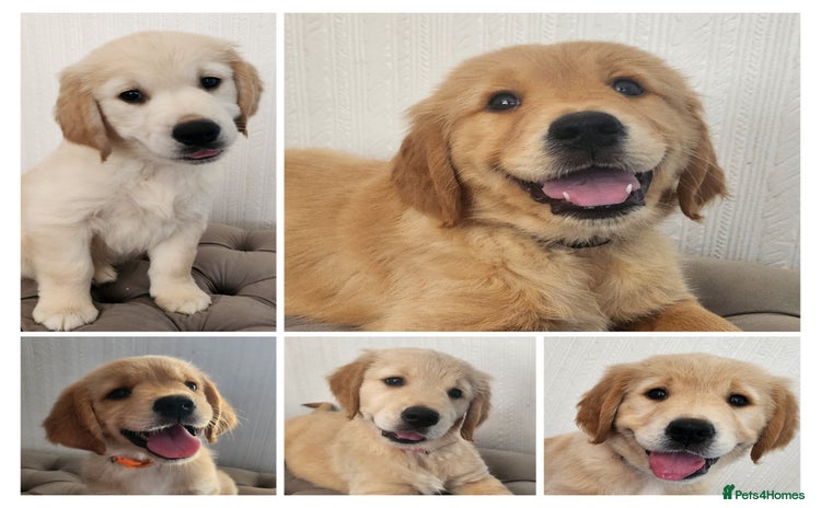 Golden Retriever dogs - Advert 2