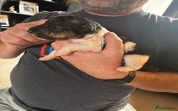Fox Terrier dogs for sale: KC registered Fox Terrier Pups - Image 5