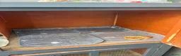Guinea Pig rodents for sale: 2 x female guinea pigs cage and accessories in Burnham-on-Sea - Advert 10