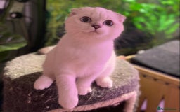 Munchkin cats for sale: Full Pedigree Munchkin kittens - Image 11