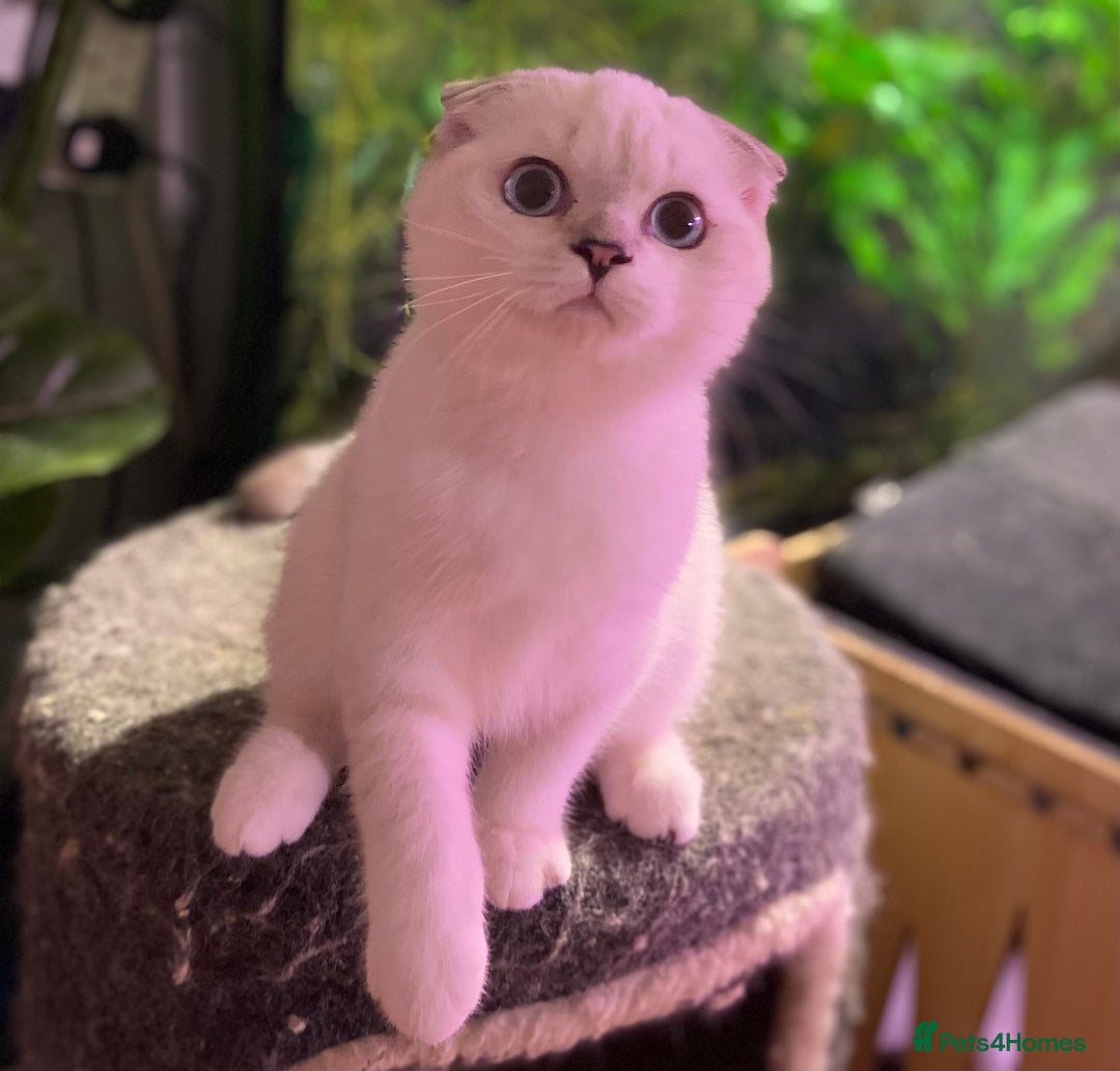Munchkin cats for sale: Full Pedigree Munchkin kittens - Image 11