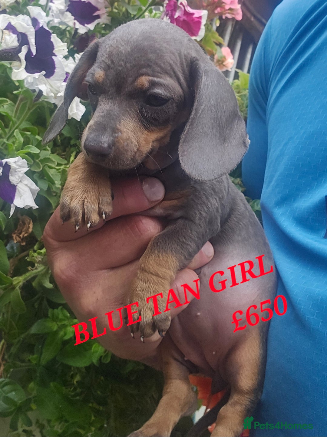 Miniature Poodle dogs for sale: PRA CLEAR MIN DACHSHUNDS  - Image 6