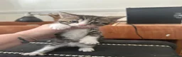 Mixed Breed cats for sale: 3beautiful kittens looking for a new home in Sheffield - Advert 3