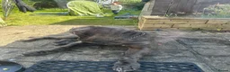Neapolitan Mastiff dogs for sale: Creed the cute Neapolitan mastiff - Advert 4