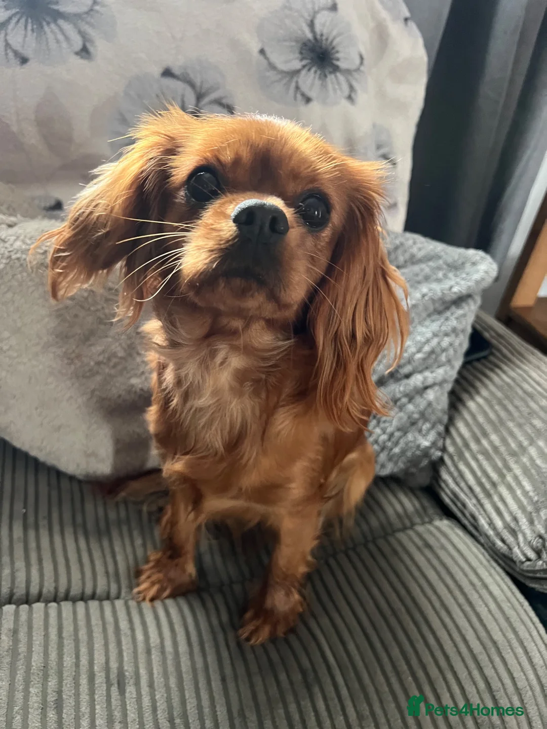 Cavapoo dogs for sale: “Reverse Cavapoos” (F1bR)  - Advert 13