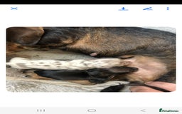 Dachshund dogs for sale: Mrs Kelly Armstrong  - Image 10