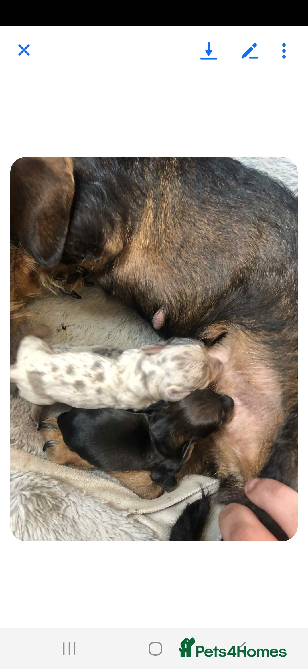 Dachshund dogs for sale: Mrs Kelly Armstrong  - Image 10