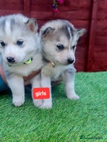 Siberian Husky dogs 6 siberian husky - Advert 3