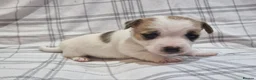 Jack Russell dogs for sale: Stunning Jack Russells, DNA health tested parents - Advert 15