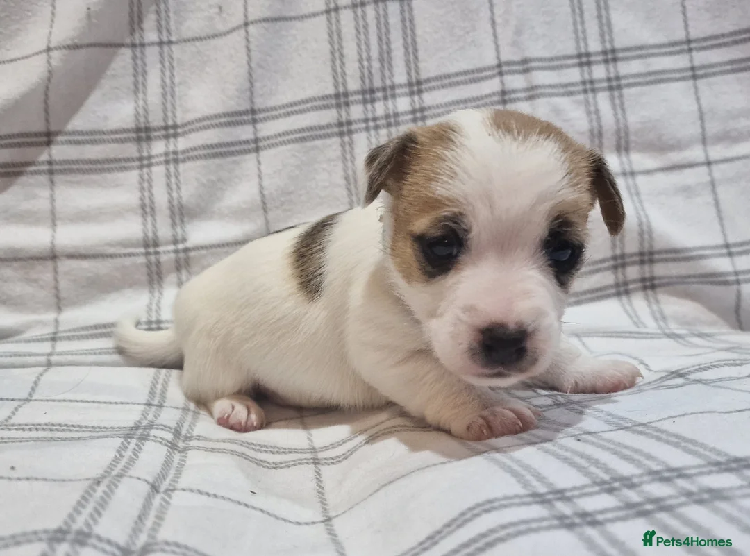 Jack Russell dogs for sale: Stunning Jack Russells, DNA health tested parents - Advert 15