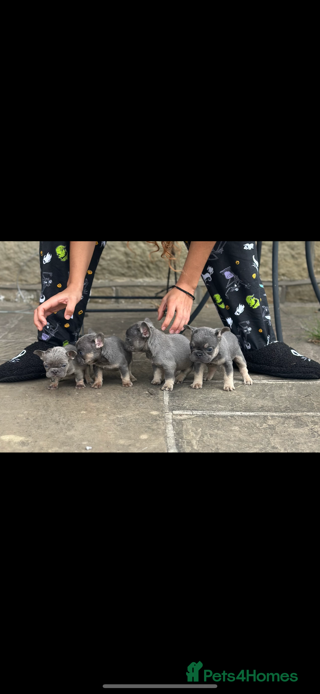 French Bulldog dogs for sale: miniature French bulldog carrying fluffy isabella - Image 20