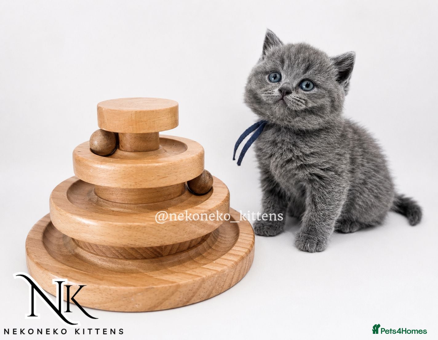British Shorthair cats PURE BRED GCCF REGISTERED FLUFF BALLS - Advert 2