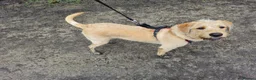Mixed Breed dogs for sale: Crowley – Loving Lab×GWP Seeking Experienced Home in Bradford - Advert 15