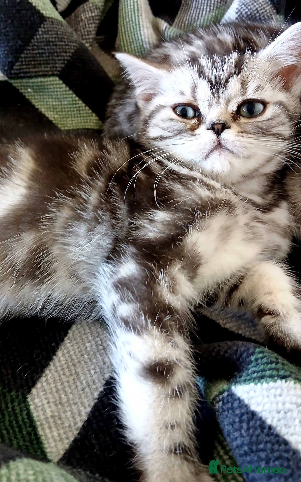 British Shorthair cats Bsh. Tabby kitten girl.Price reduced! - Advert 18